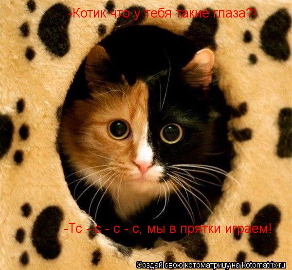 Котоматрица: -Котик что у тебя такие глаза?! -Тс - с - с - с, мы в прятки играем!