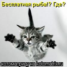 Котоматрица: Бесплатная рыба!? Где?