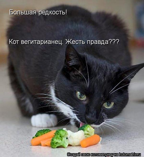 Котоматрица: Большая редкость! Кот вегитарианец. Жесть правда???