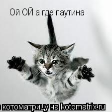 Котоматрица: Ой ОЙ а где паутина