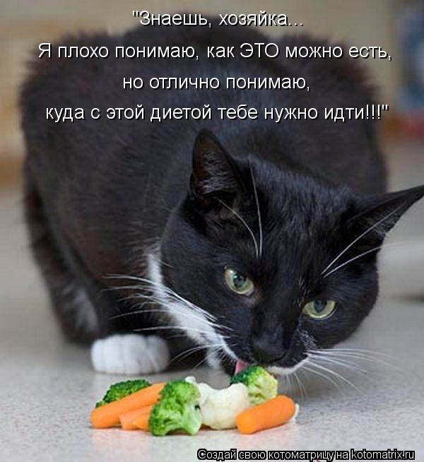 Котоматрица: куда с этой диетой тебе нужно идти!!!" но отлично понимаю,  Я плохо понимаю, как ЭТО можно есть,  "Знаешь, хозяйка...