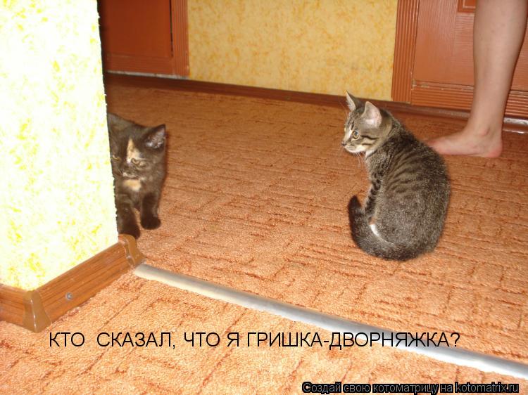 Котоматрица: КТО  СКАЗАЛ, ЧТО Я ГРИШКА-ДВОРНЯЖКА?