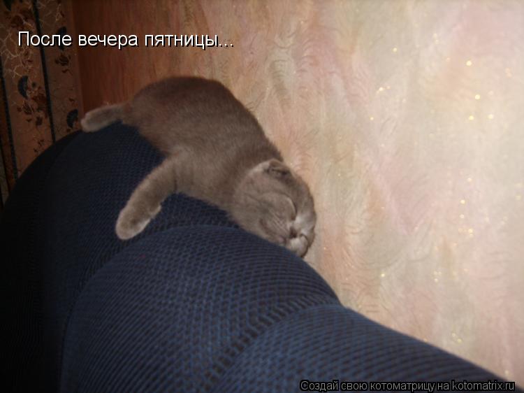Котоматрица: После вечера пятницы...
