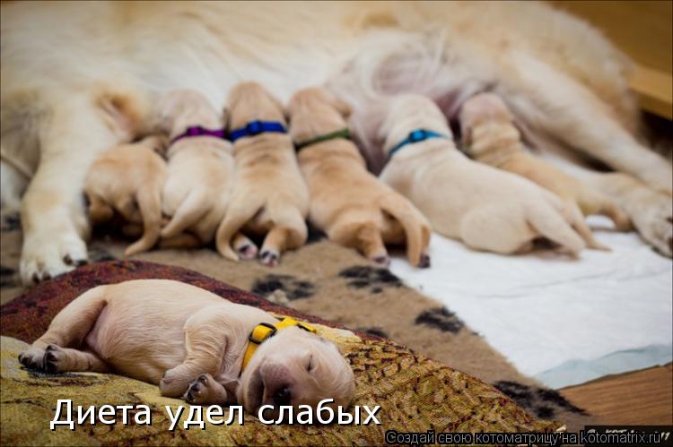 Котоматрица: Диета удел слабых