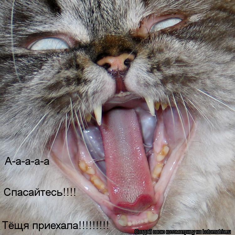 Котоматрица: Спасайтесь!!!! Тёщя приехала!!!!!!!!! А-а-а-а-а