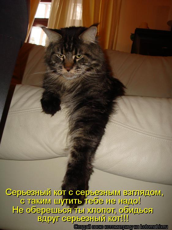 Котоматрица: Серьезный кот с серьезным взглядом, Не оберешься ты хлопот, обидься вдруг серьезный кот!!! с таким шутить тебе не надо!