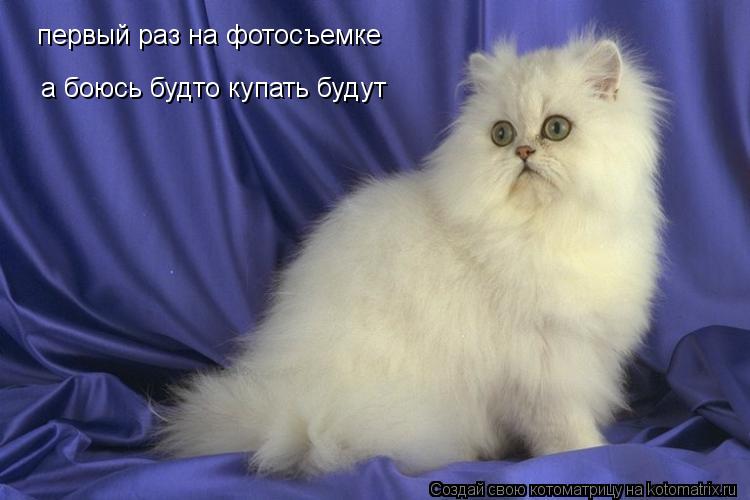 Котоматрица: первый раз на фотосъемке а боюсь будто купать будут