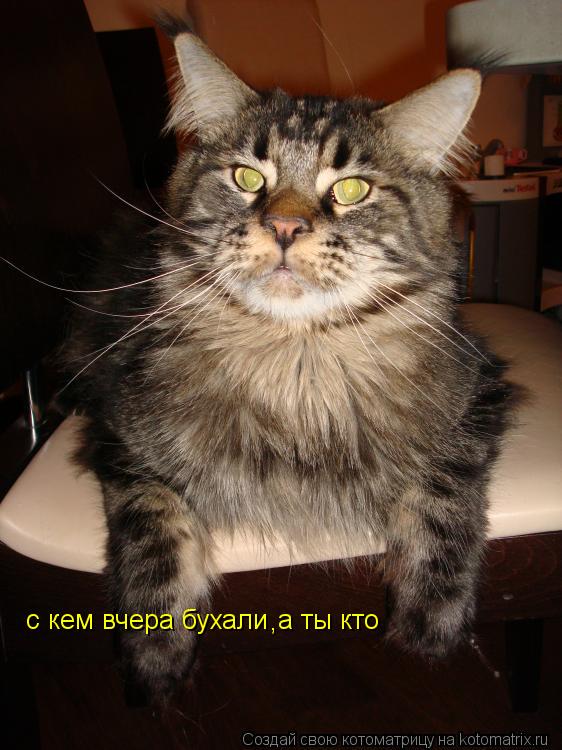 Котоматрица: с кем вчера бухали  , , а ты кто а ты кто