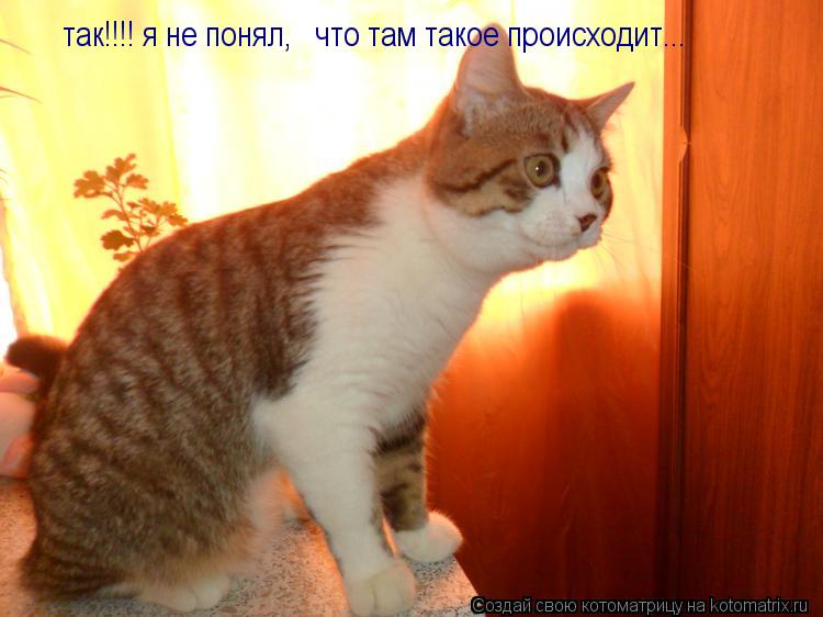 так!!!! я не понял, что там такое происходит...... Котоматрица: так!!!! я не понял, что там такое происходит...