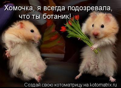 Котоматрица: Хомочка, я всегда подозревала, что ты ботаник!
