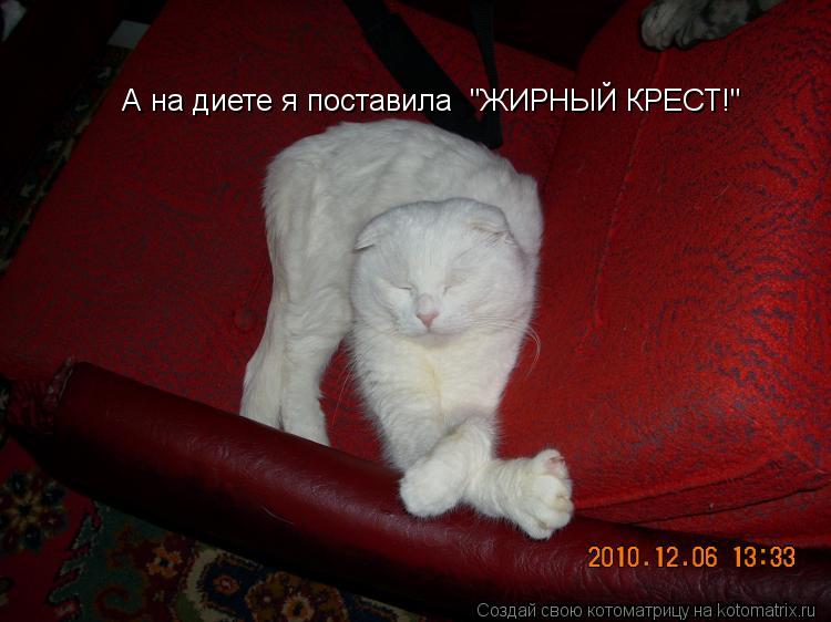 Котоматрица: А на диете я поставила  "ЖИРНЫЙ КРЕСТ!"