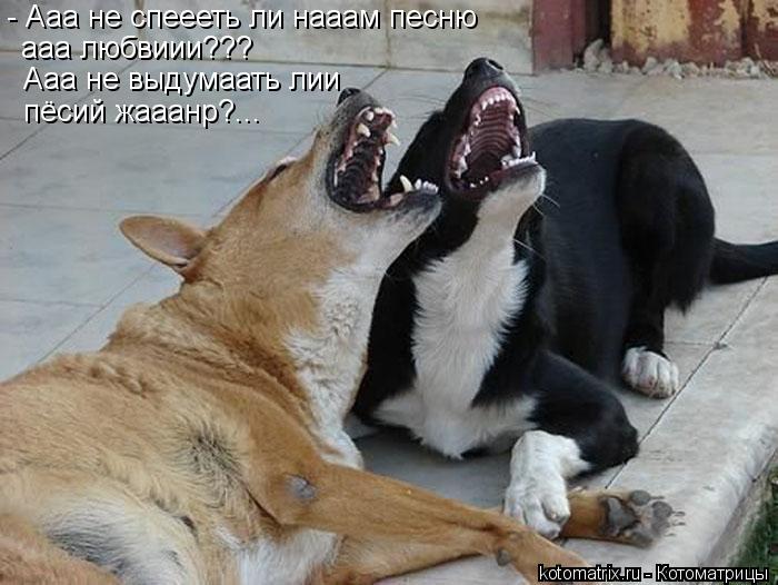 Котоматрица: - Ааа не спеееть ли нааам песню ааа любвиии??? Ааа не выдумаать лии пёсий жааанр?...