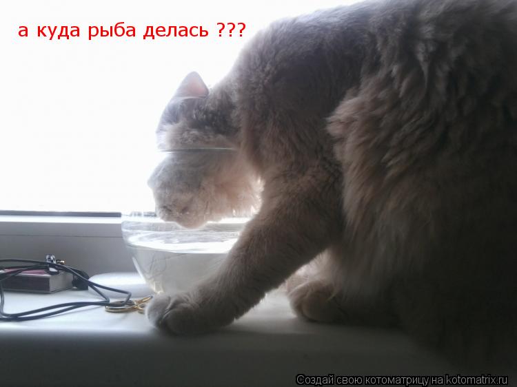 Котоматрица: а куда рыба делась ???