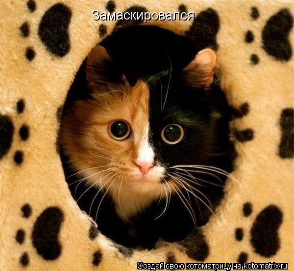 Котоматрица: Замаскировался