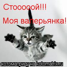 Котоматрица: Стооооой!!! Моя валерьянка!