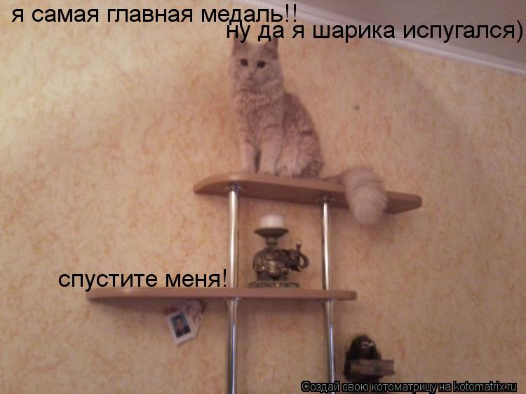 Котоматрица: я самая главная медаль!! ну да я шарика испугался) спустите меня!