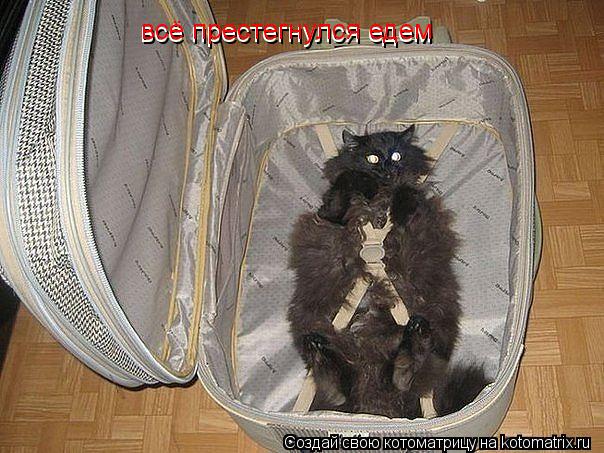 Котоматрица: всё престегнулся едем  всё престегнулся едем