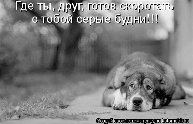 Котоматрица: Где ты, друг, готов скоротать  с тобой серые будни!!!