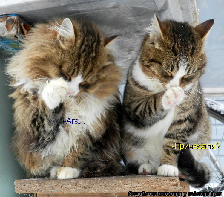 Котоматрица: -Причесали? -Ага...