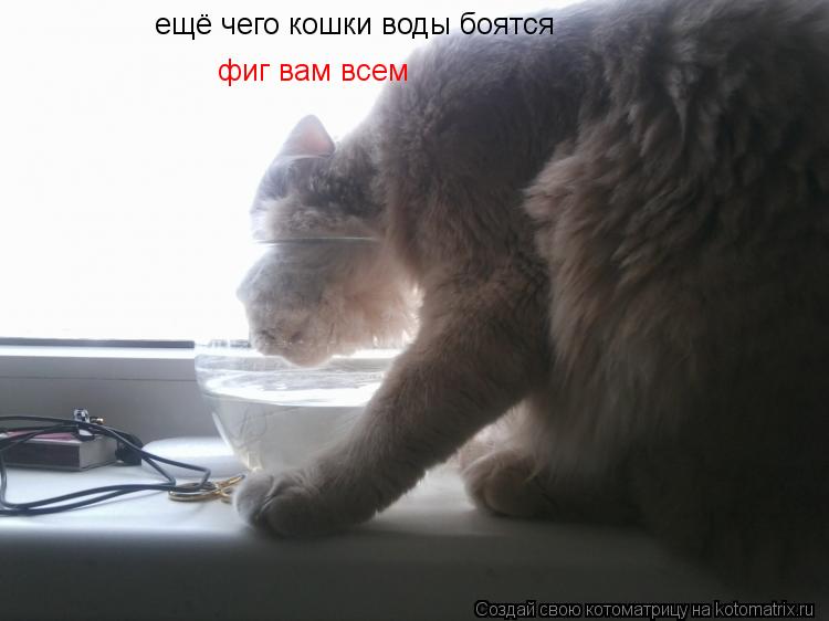 Котоматрица: ещё чего кошки воды боятся фиг вам всем