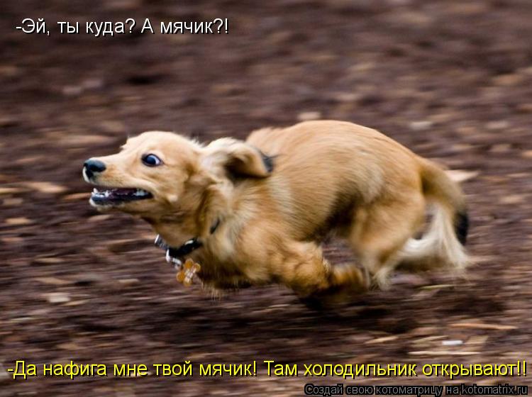 Котоматрица: -Эй, ты куда? А мячик?! -Да нафига мне твой мячик! Там холодильник открывают!!