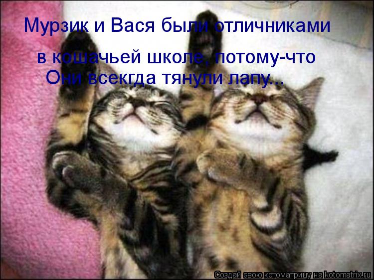 Котоматрица: Мурзик и Вася были отличниками в кошачьей школе, потому-что Они всекгда тянули лапу...