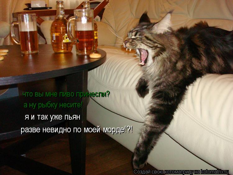 Котоматрица: что вы мне пиво принесли? а ну рыбку несите! я и так уже пьян разве невидно по моей морде!?!