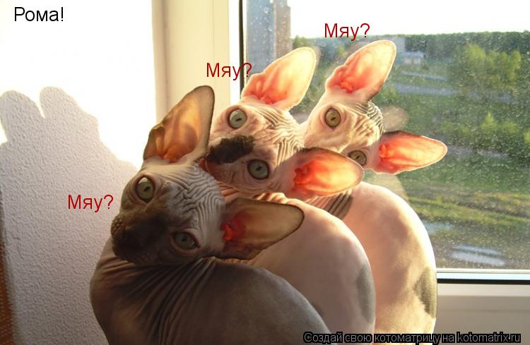 Котоматрица: Рома! Мяу? Мяу? Мяу?