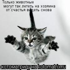 Котоматрица: Только животные  могут так лететь на хозяина от счастья видеть снова
