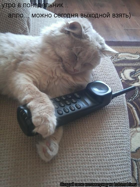 Котоматрица: утро в понедельник... алло... можно сегодня выходной взять)