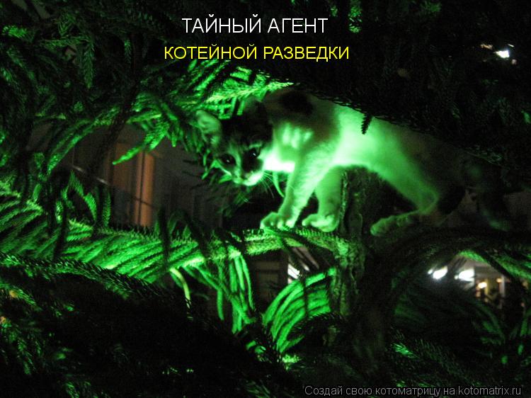 Котоматрица: ТАЙНЫЙ АГЕНТ КОТЕЙНОЙ РАЗВЕДКИ