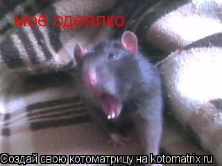 Котоматрица: моё одеялко