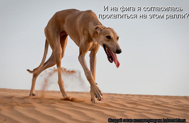 Котоматрица: И на фига я согласилась прокатиться на этом ралли?