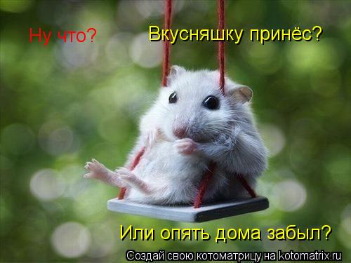 Котоматрица: Ну что?  Вкусняшку принёс?  Или опять дома забыл?