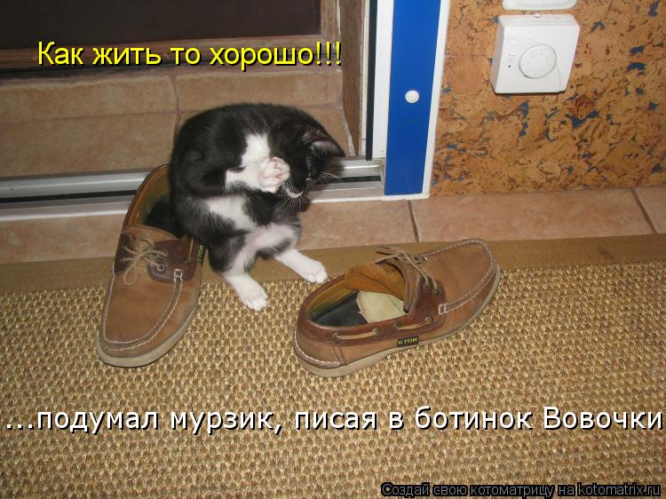 Как жить то хорошо!!! ...подумал мурзик, писая в ботинок Вовочки.... Котоматрица: Как жить то хорошо!!! ...подумал мурзик, писая в ботинок Вовочки.