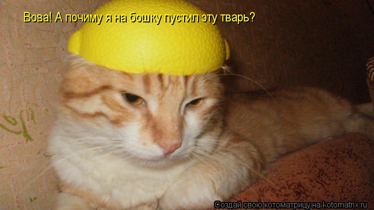 Котоматрица: Вова! А почиму я на бошку пустил эту тварь?