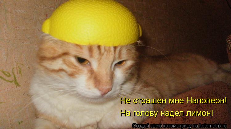 Котоматрица: Не страшен мне Наполеон! На голову надел лимон!