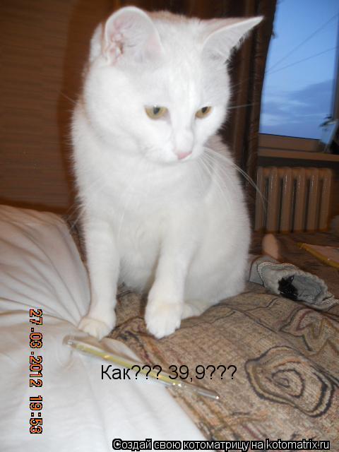Котоматрица: Как??? 39,9???
