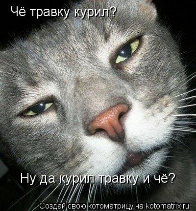 Котоматрица: Чё травку курил? Ну да курил травку и чё?