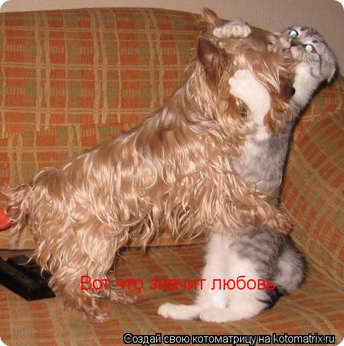 Вот что значит любовь... Котоматрица: Вот что значит любовь