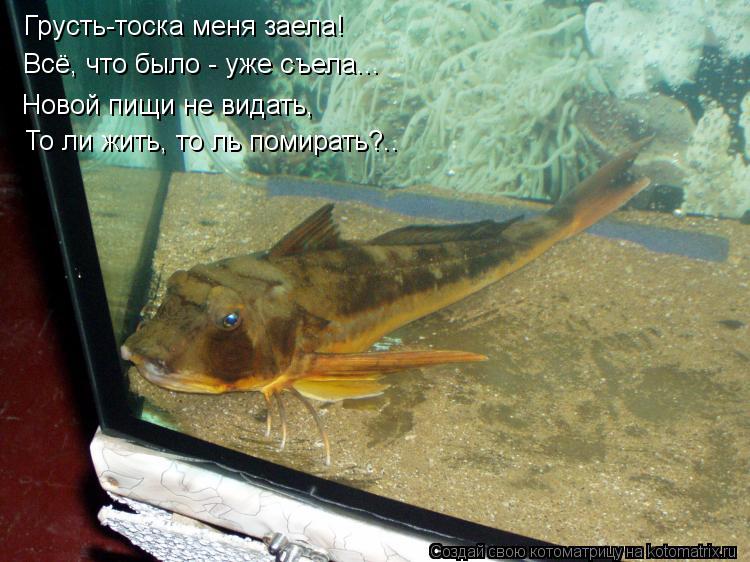 Грусть-тоска меня заела! Всё, что было - уже съела... Новой пищи не видать, То ли жить, то ль помират... Котоматрица: Грусть-тоска меня заела! Всё, что было - уже съела... Новой пищи не видать, То ли жить, то ль помирать?..