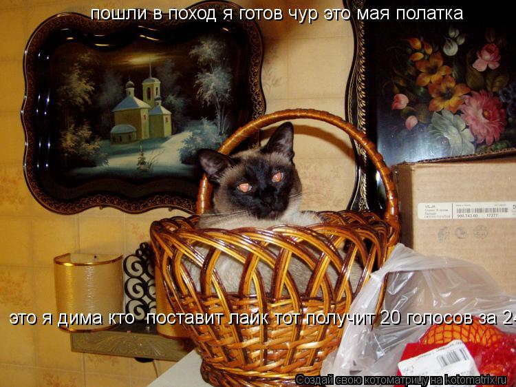 пошли в поход я готов чур это мая полатка это я дима кто поставит лайк тот получит 20 голосов за 24... Котоматрица: пошли в поход я готов чур это мая полатка это я дима кто поставит лайк тот получит 20 голосов за 24 часа