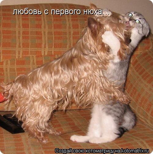 любовь с первого нюха...... Котоматрица: любовь с первого нюха...
