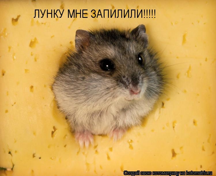 ЛУНКУ МНЕ ЗАПИЛИЛИ!!!!!... Котоматрица: ЛУНКУ МНЕ ЗАПИЛИЛИ!!!!!