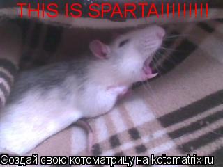 THIS IS SPARTA!!!!!!!!!... Котоматрица: THIS IS SPARTA!!!!!!!!!