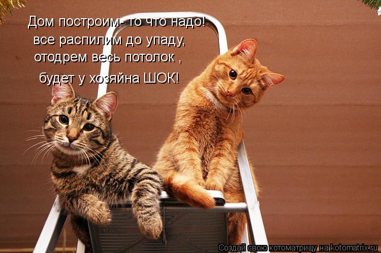 Дом построим- то что надо! все распилим до упаду, отодрем весь потолок , будет у хозяйна ШОК!... Котоматрица: Дом построим- то что надо! все распилим до упаду, отодрем весь потолок , будет у хозяйна ШОК!