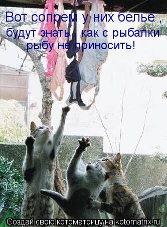 Вот сопрем у них белье , будут знать , как с рыбалки рыбу не приносить!... Котоматрица: Вот сопрем у них белье , будут знать , как с рыбалки рыбу не приносить!