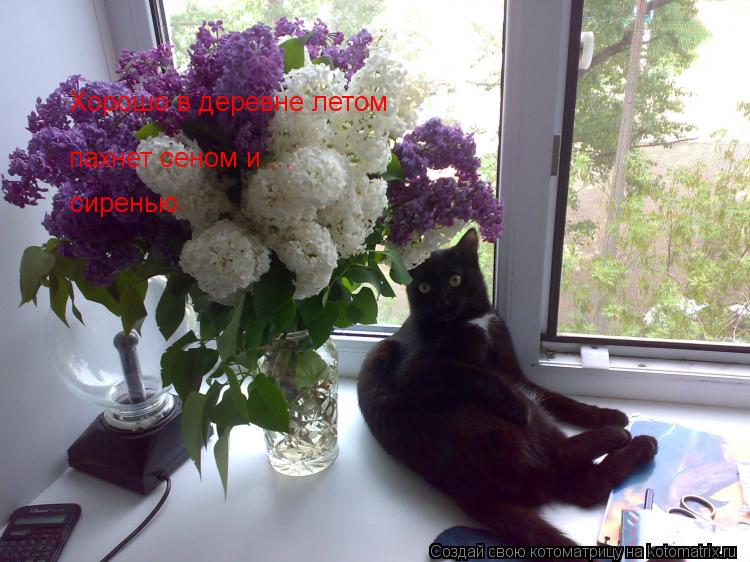 Хорошо в деревне летом пахнет сеном и ... сиренью.... Котоматрица: Хорошо в деревне летом пахнет сеном и ... сиренью.