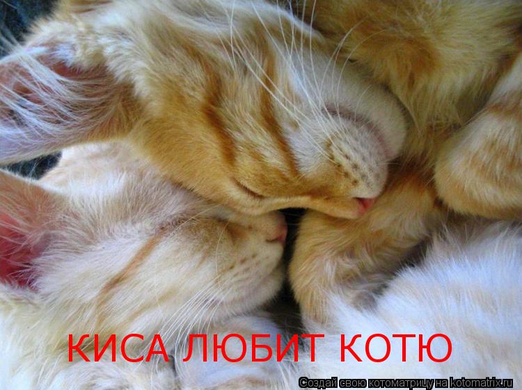 КИСА ЛЮБИТ КОТЮ... Котоматрица: КИСА ЛЮБИТ КОТЮ
