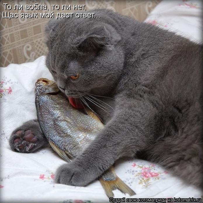 То ли вобла, то ли нет, Щас язык мой даст ответ...... Котоматрица: То ли вобла, то ли нет, Щас язык мой даст ответ...